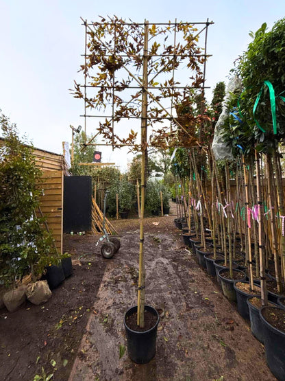 180cm / 8-10cm / 120x100cm / With Growth / October
