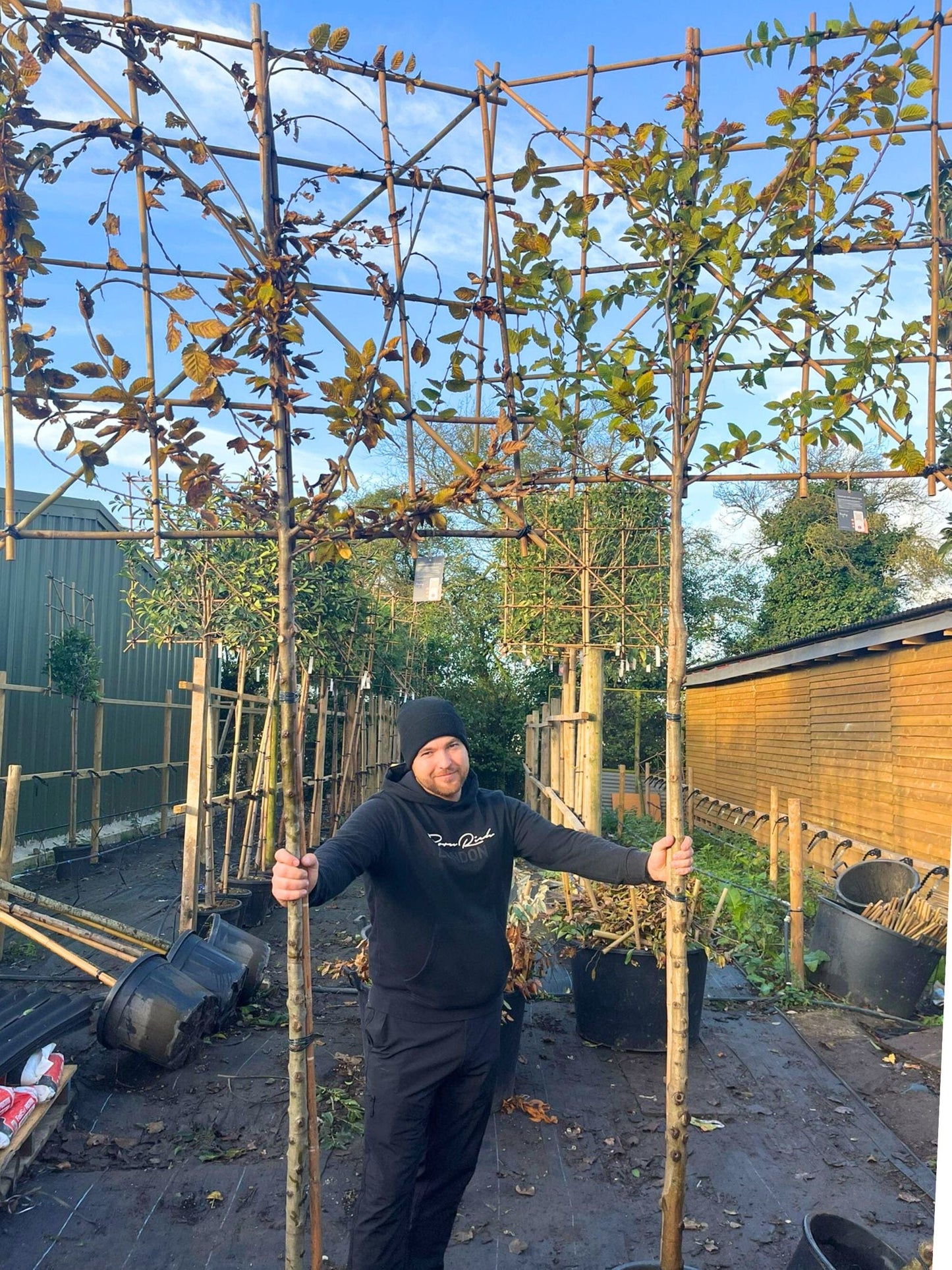 200cm / 10-12cm / 120x120cm / Freshly pleached / November