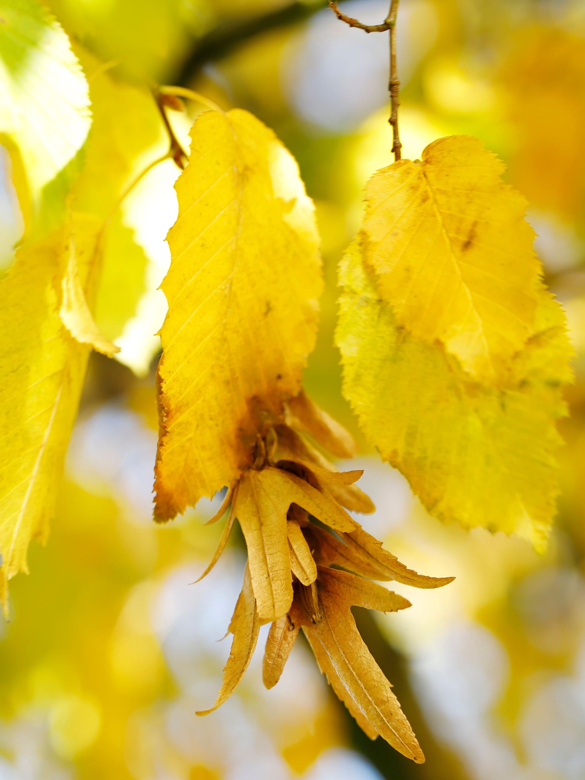 Close-up of foliage in autumn