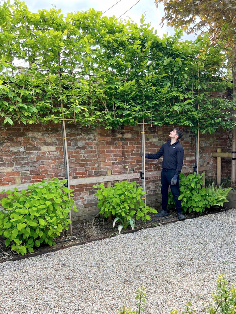 Looking at the Price Tag Are Pleached Trees Worth It? Pleached Trees