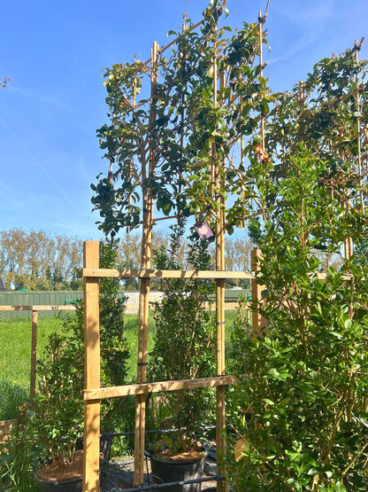 180cm / 10-12cm / 120x120cm / Freshly pleached / May