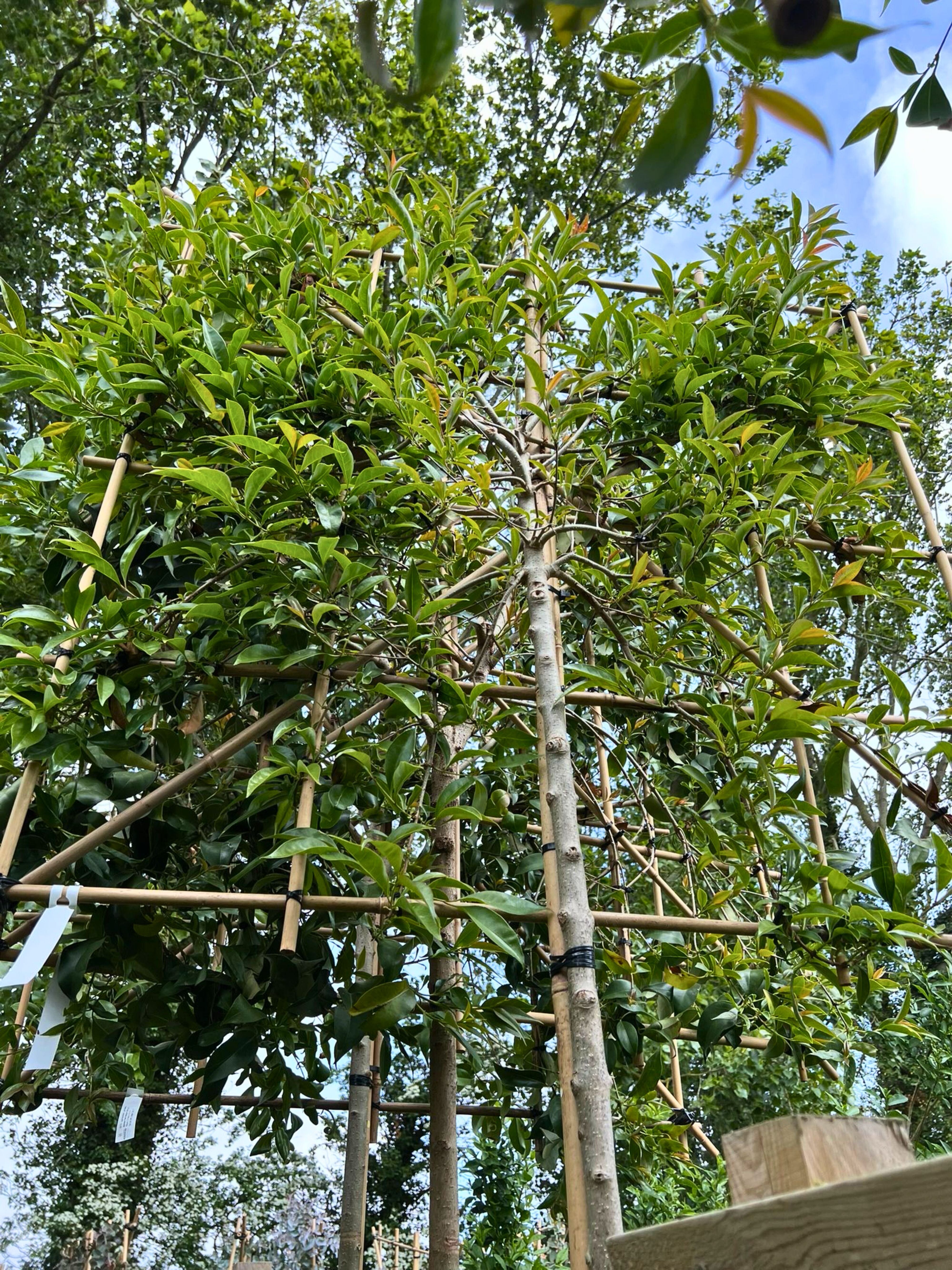 Li Trees Pleached Trees for Sale in the UK | Pleached Trees for Priavcy ...