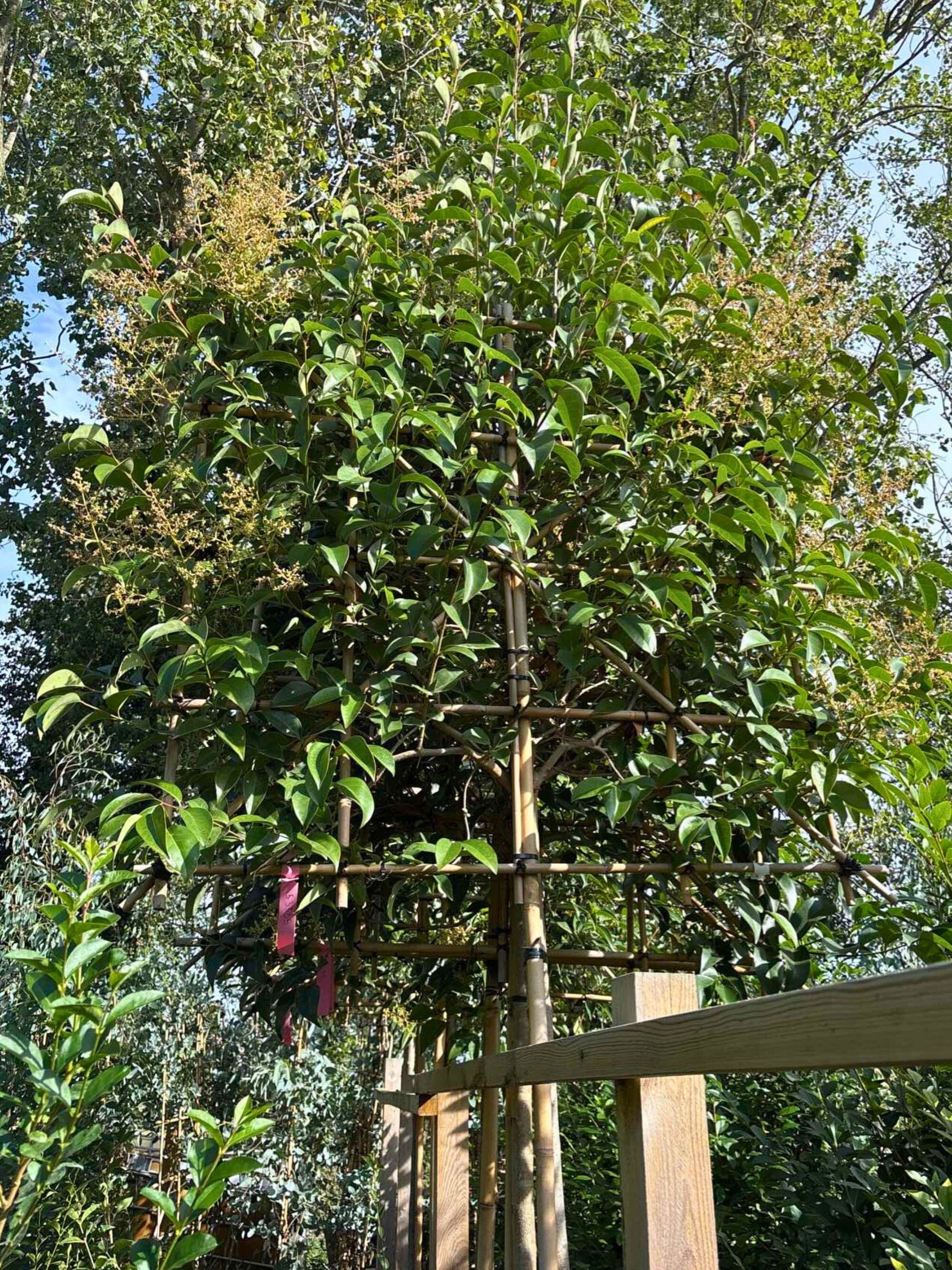 12-14cm / 120x120cm / With growth / September