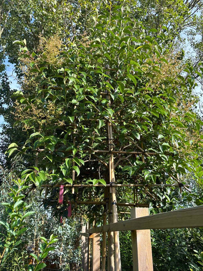 12-14cm / 120x120cm / With growth / September