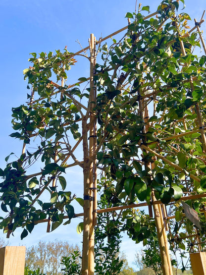 10-12cm / 120x120cm / Freshly pleached / May