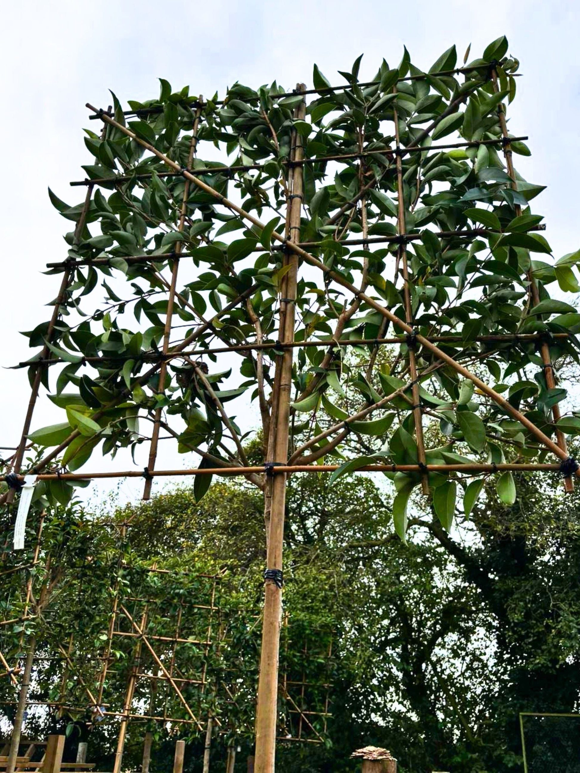 12-14cm / 120x120cm / Freshly pleached / October