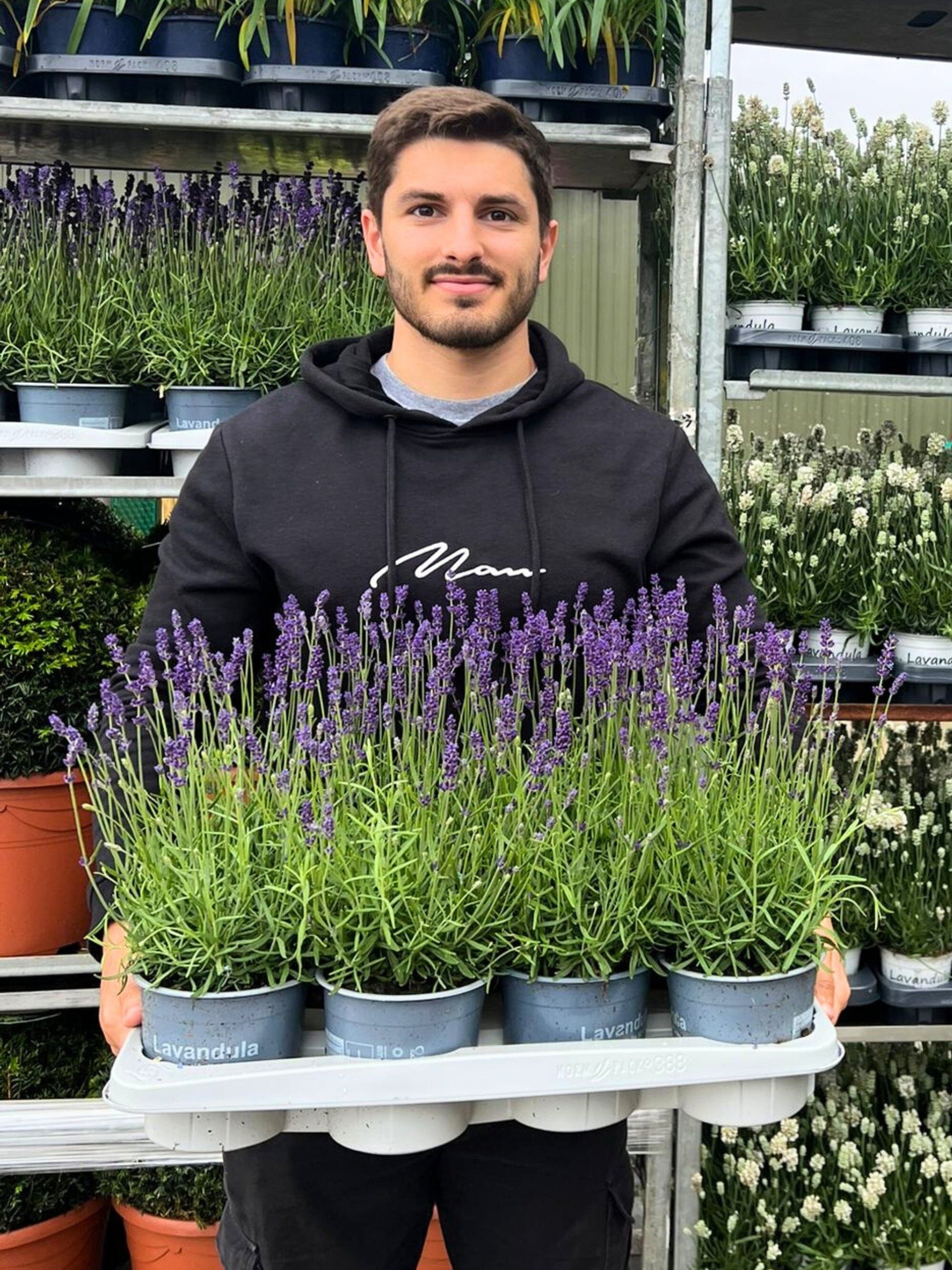 lavender plants uk Lavender | 15-30cm | Pleached Trees for Sale in the UK | Just Pleachy® | Pleached Trees for Sale in the UK