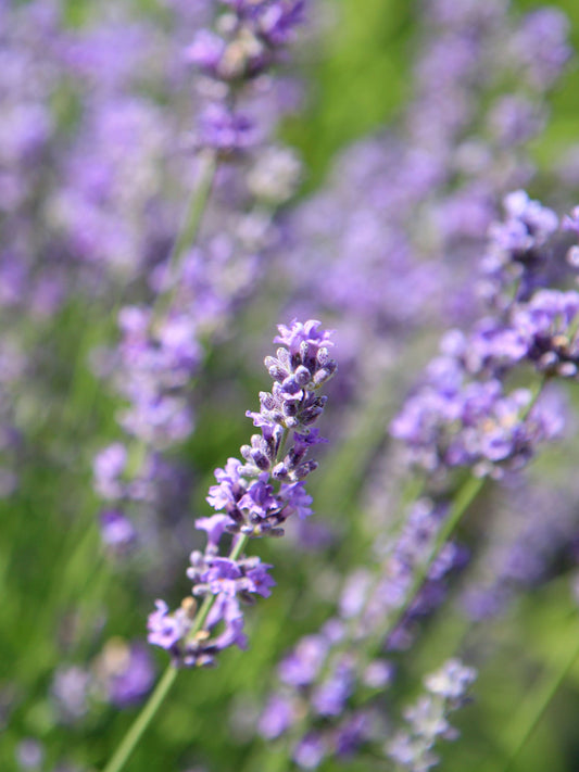 Lavender | 15-30cm