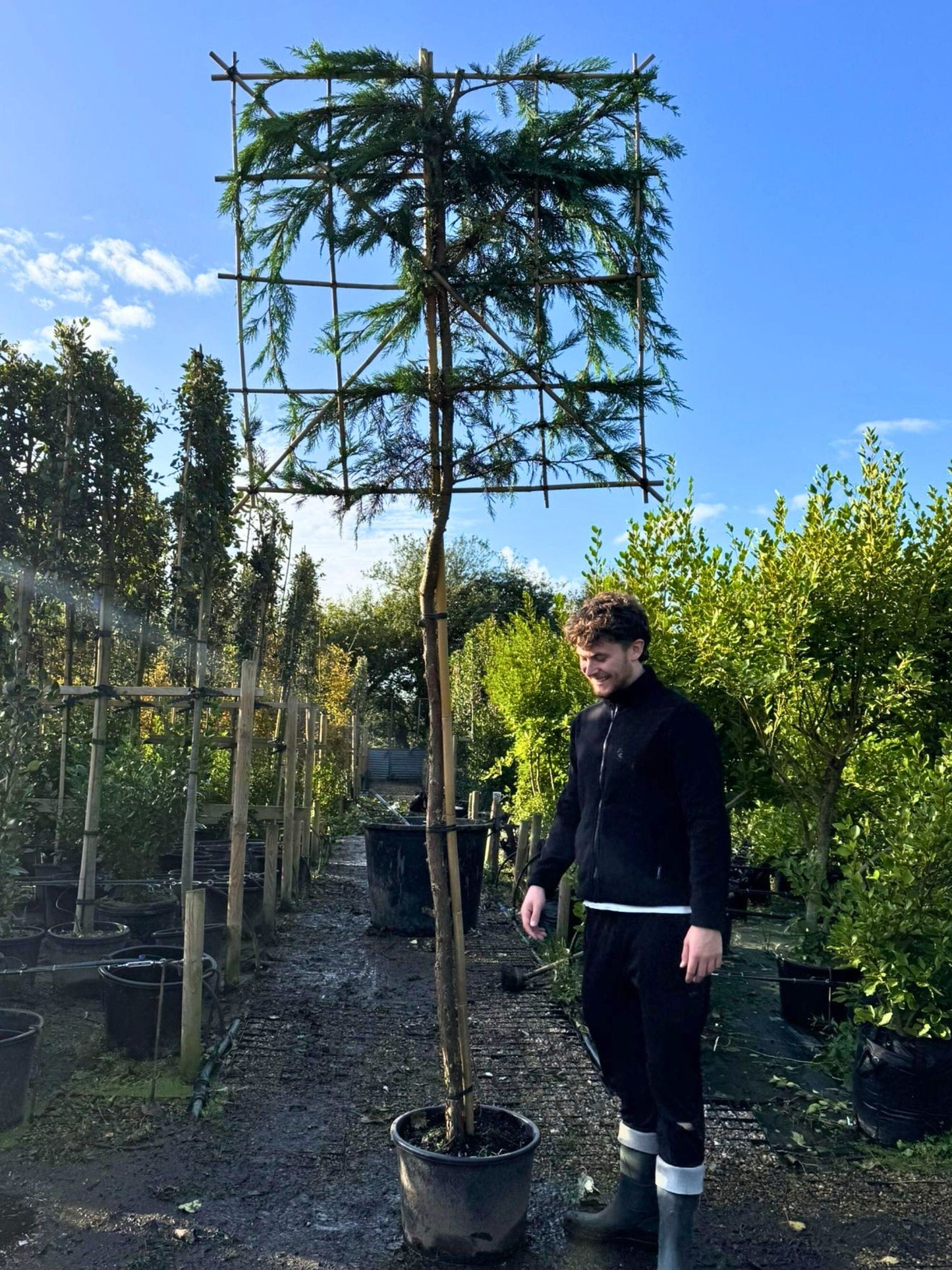 180cm / 12-14cm / 120x120cm / Freshly pleached / October (B-Grade)