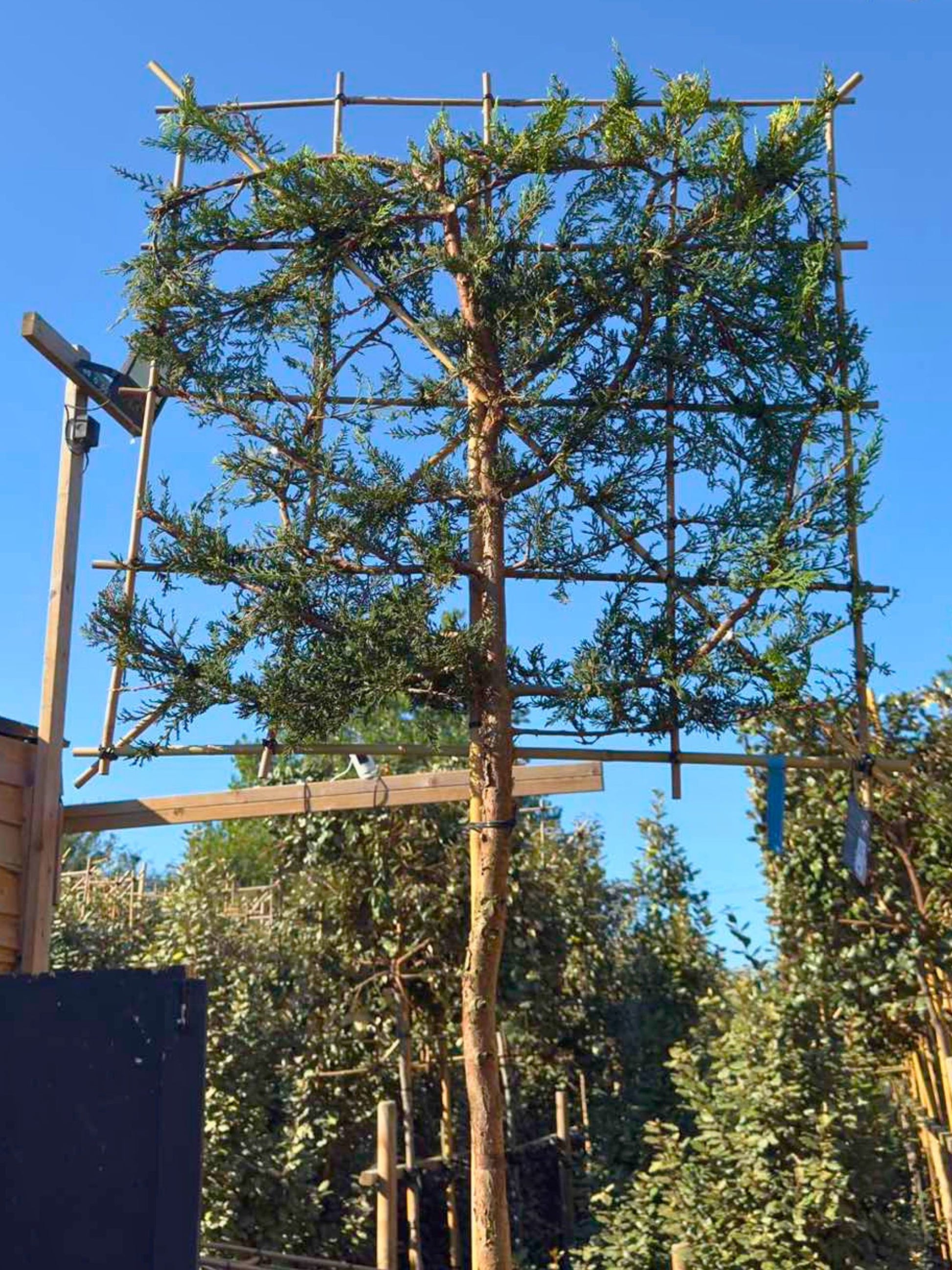 200cm / 14-16cm / 120x120cm / Freshly pleached / August