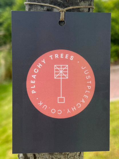Leyland Cypress Pleached Tree [× Cuprocyparis leylandii] for Privacy Screening | Potted
