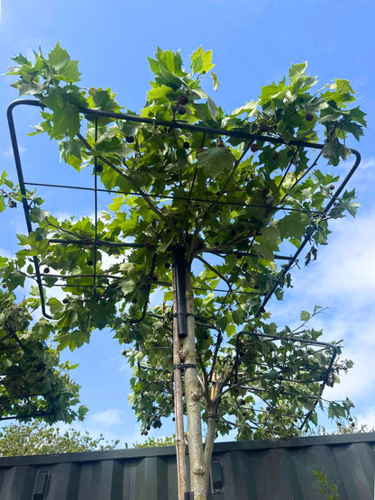 London Plane Parasol Tree [Platanus × hispanica] for Shade & Structure | Parasol Trees