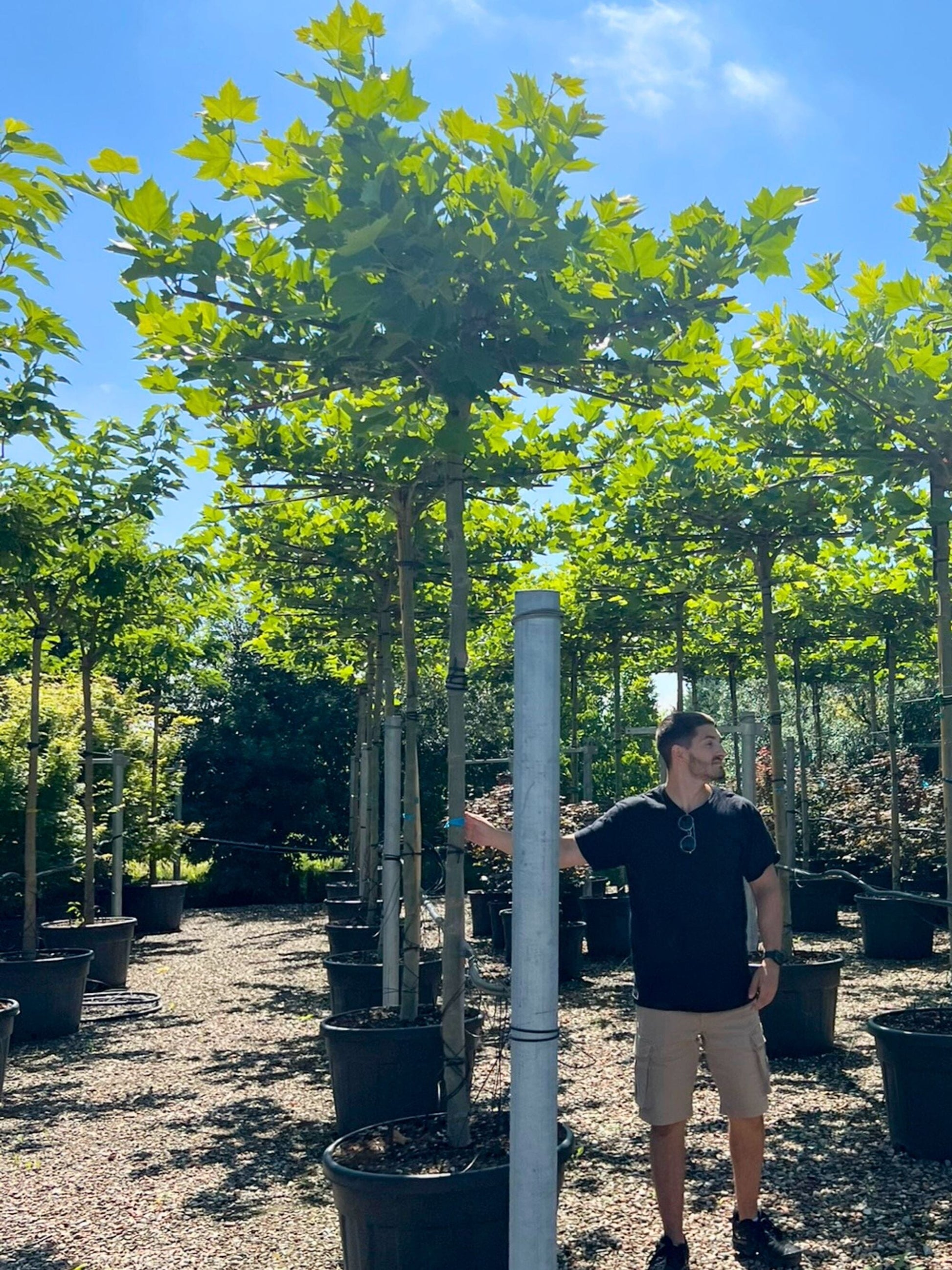 200cm / 14-16cm / Parasol Tree / Summer