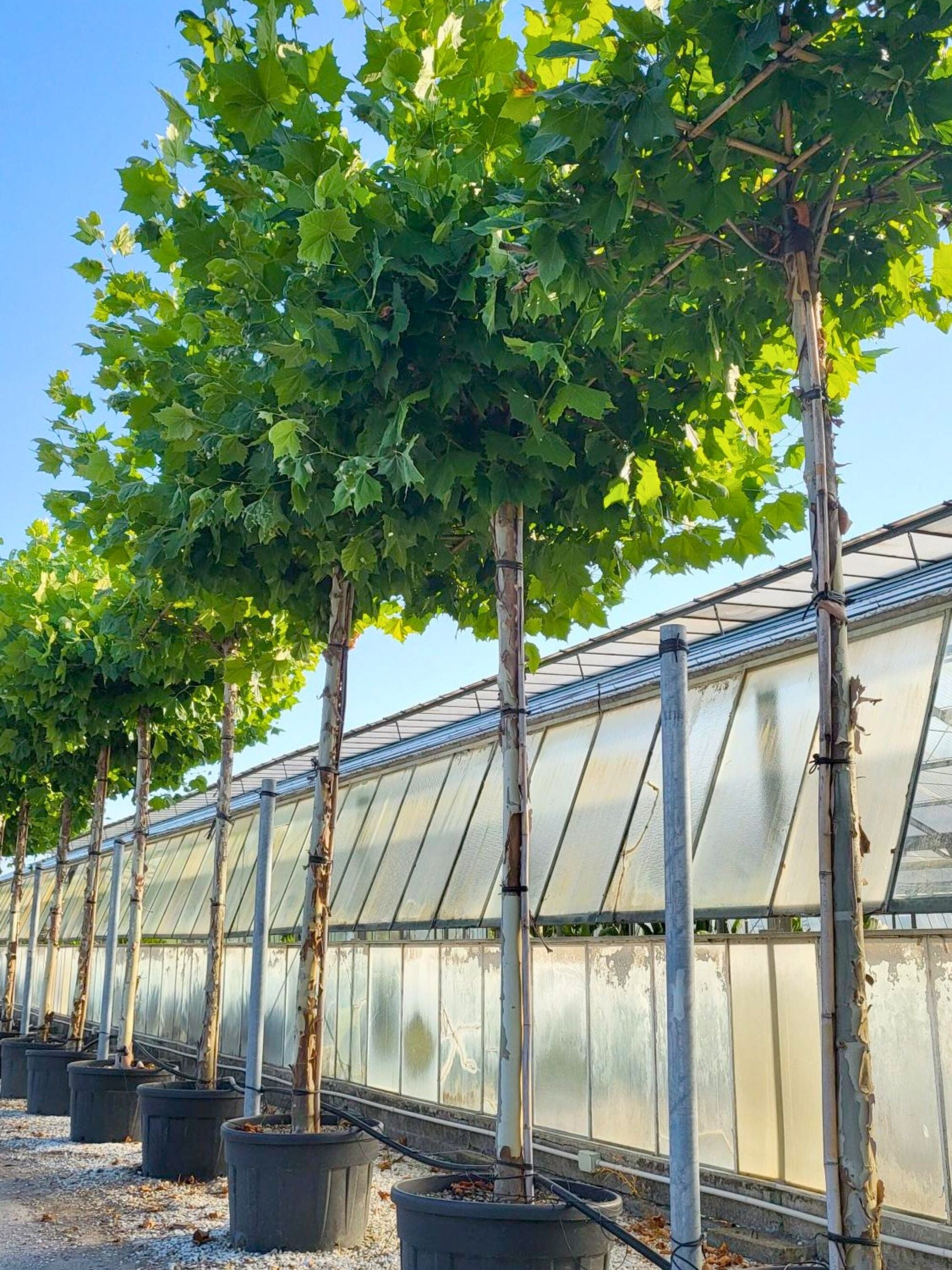 250cm / 18-20cm / Parasol Tree / Summer