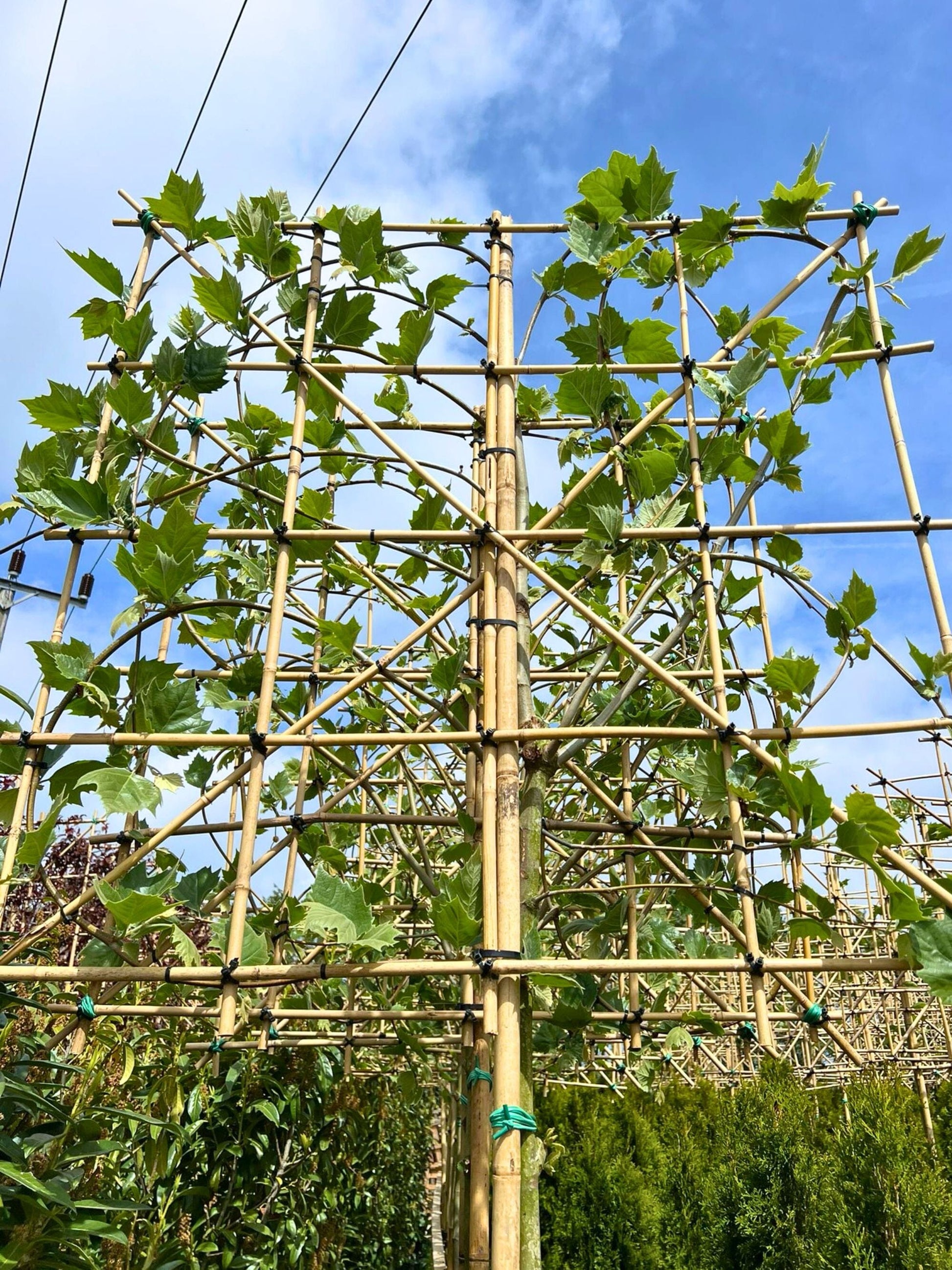 London Plane Pleached Tree [Platanus × hispanica] for Privacy Screening | Freshly Pleached Trees