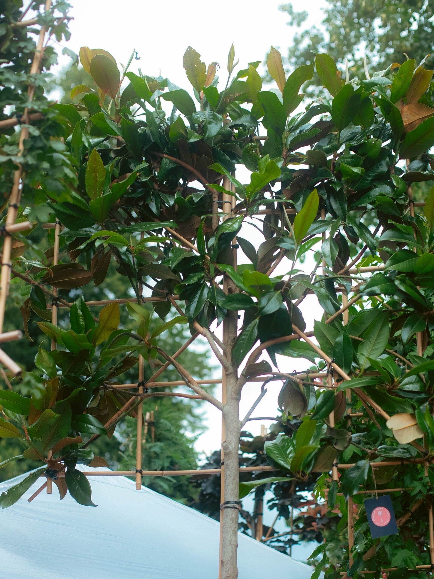 Pleached Magnolia Tree at 
RHS Hampton Court Palace Garden Festival 2025