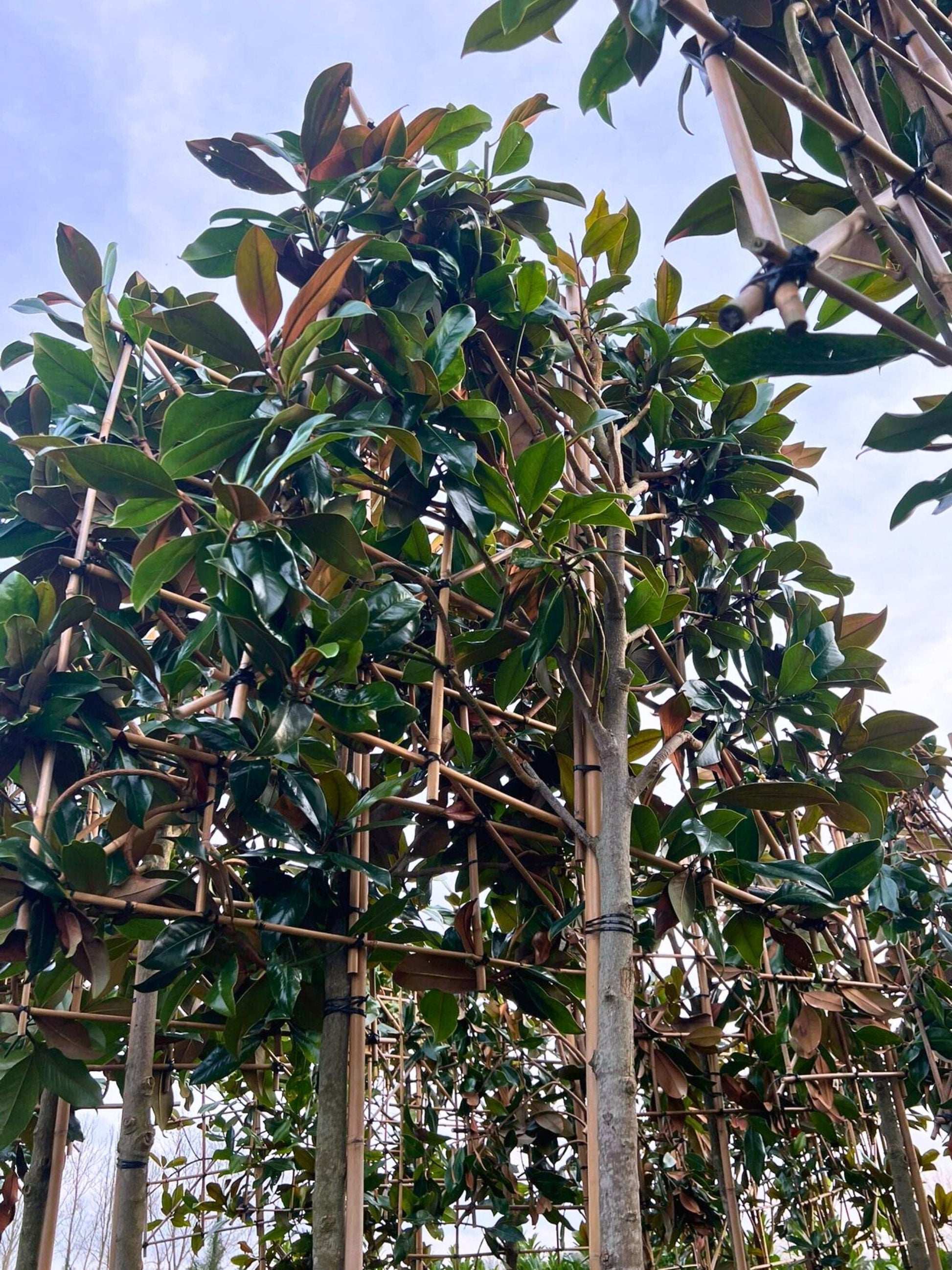 14-16cm /  120x120cm / With growth / January