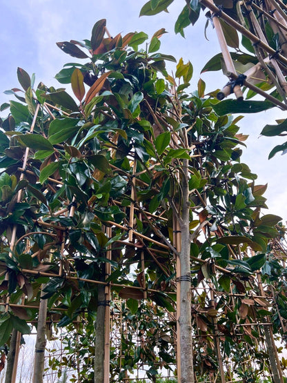 14-16cm /  120x120cm / With growth / January