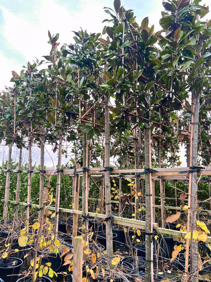 14-16cm /  120x120cm / With growth / January