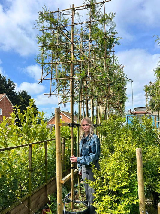 180cm / 10-12cm / 120x120cm / Freshly pleached / May
