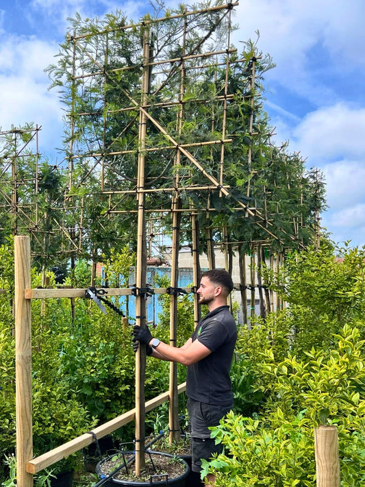 180cm / 12-14cm / 120x120cm / Freshly pleached / May