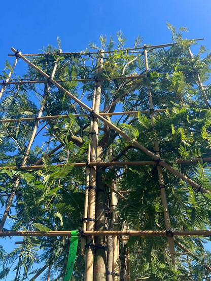 14-16cm / 120x120cm / Freshly pleached / May