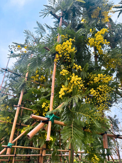 Mimosa Pleached Tree [Acacia dealbata] for Privacy Screening | Freshly Pleached Trees