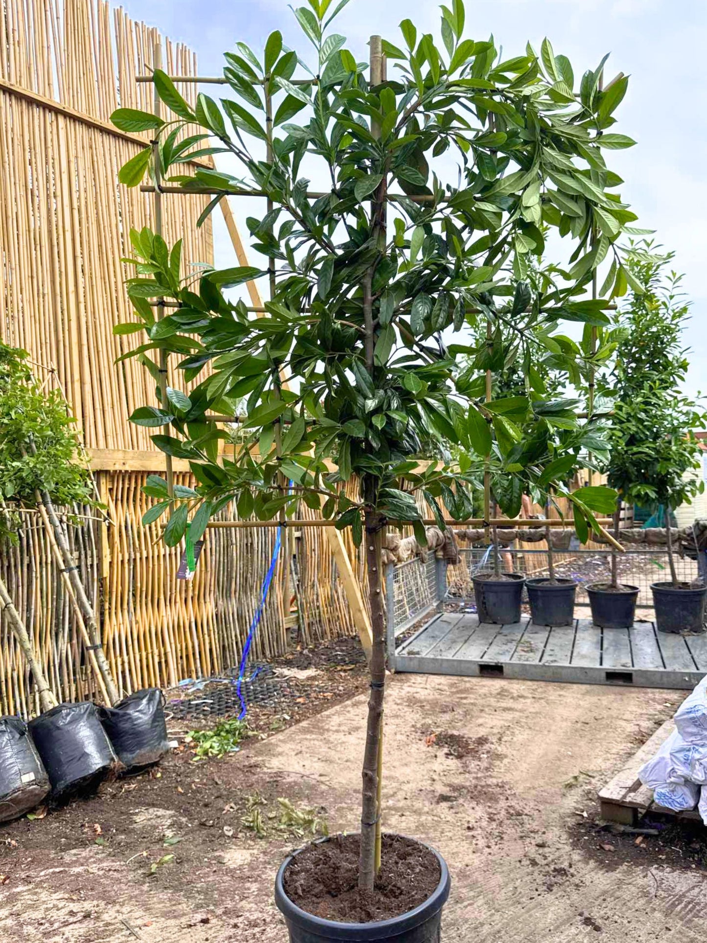 12-14cm / 120x120cm / Freshly pleached / June / Customised to 100cm clear stem