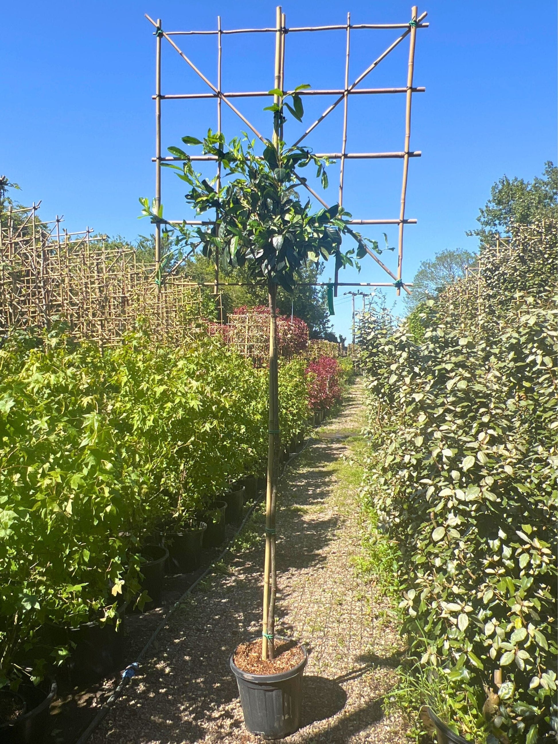 180cm / 6-8cm / 120x120cm / Freshly pleached / May