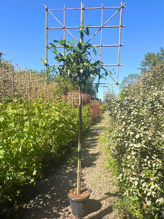 180cm / 6-8cm / 120x120cm / Freshly pleached / May