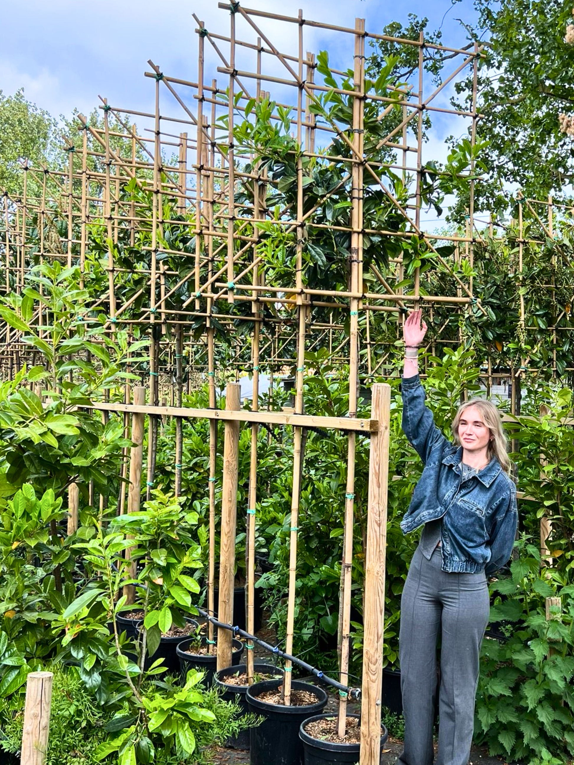 180cm / 10-12cm / 120x120cm / Freshly pleached / May