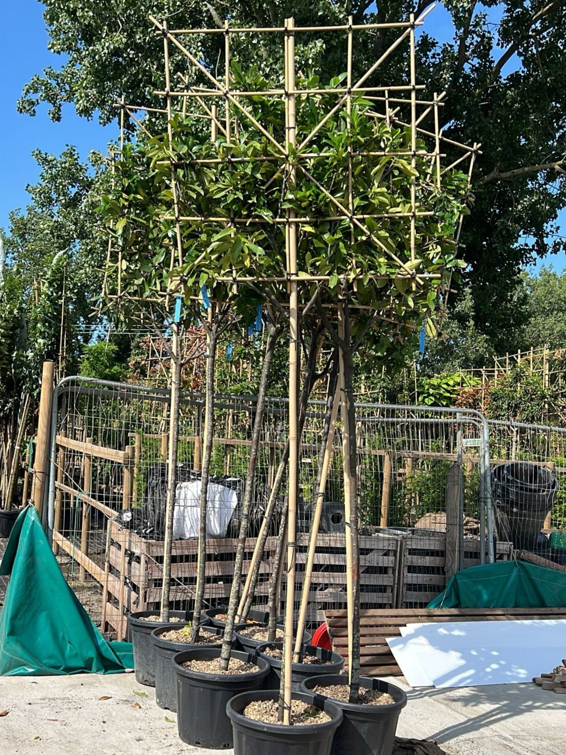 200cm / 10-12cm / 120x120cm / Freshly pleached / June