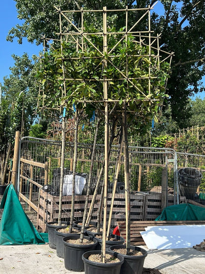 200cm / 10-12cm / 120x120cm / Freshly pleached / June