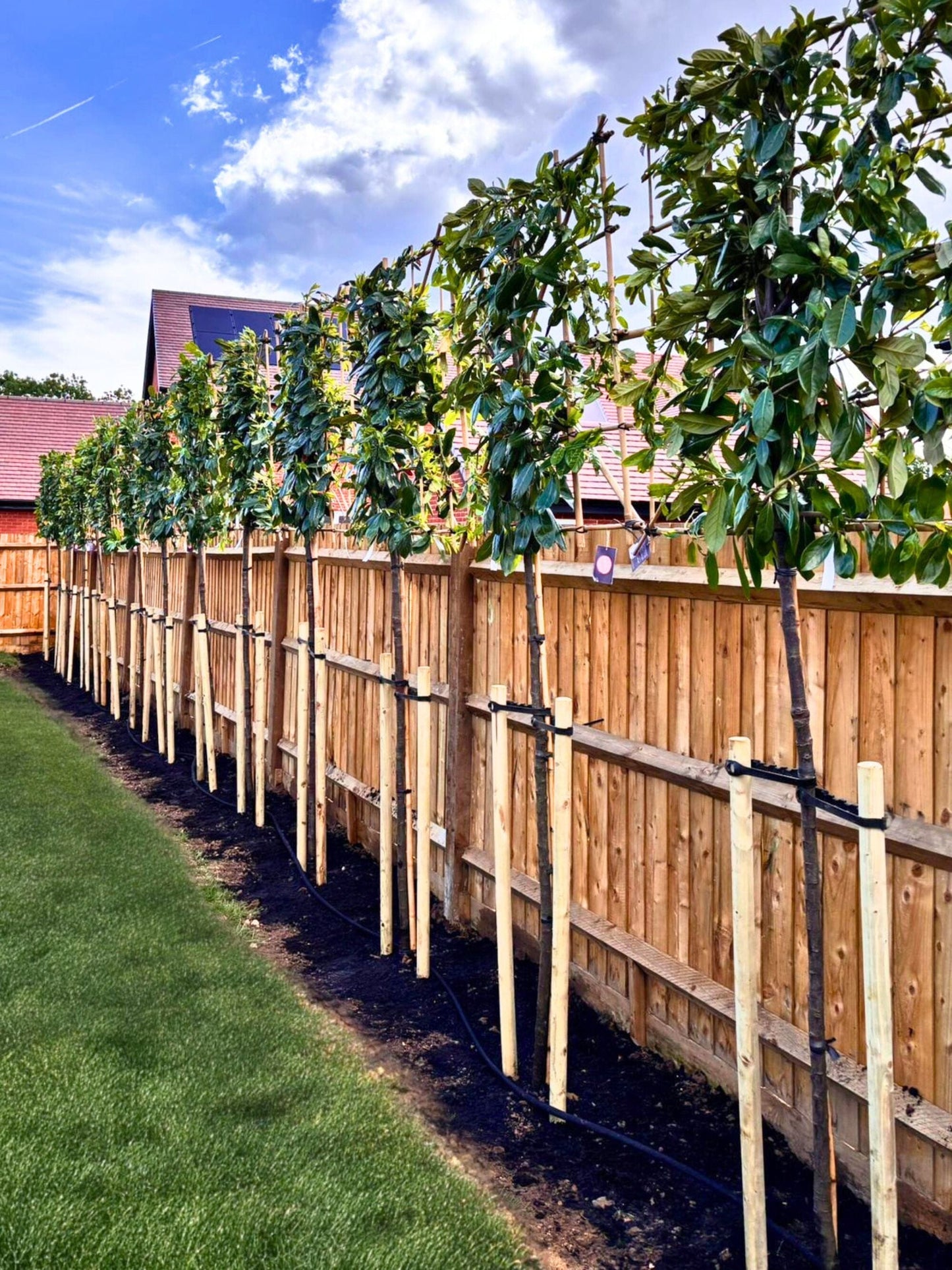 Pleached Novita Laurel / Planting Service 
