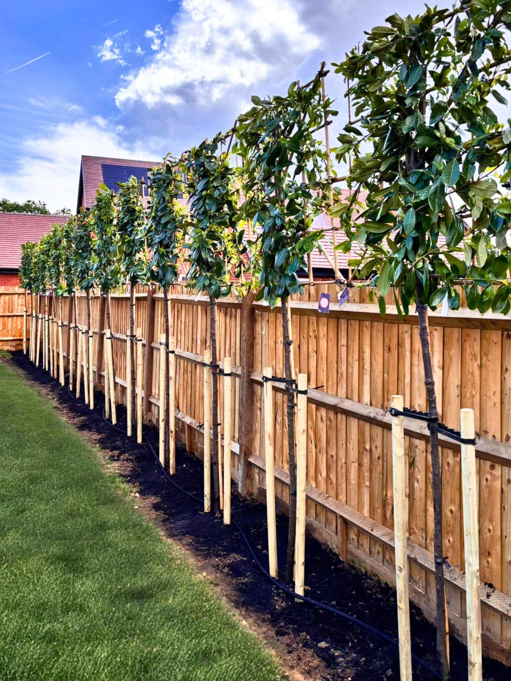 Pleached Novita Laurel / Planting Service 