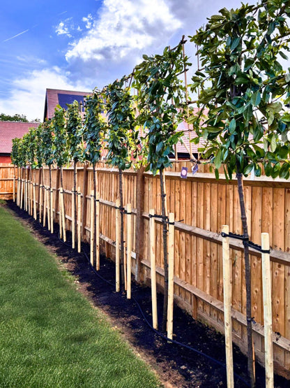 Pleached Novita Laurel / Planting Service 