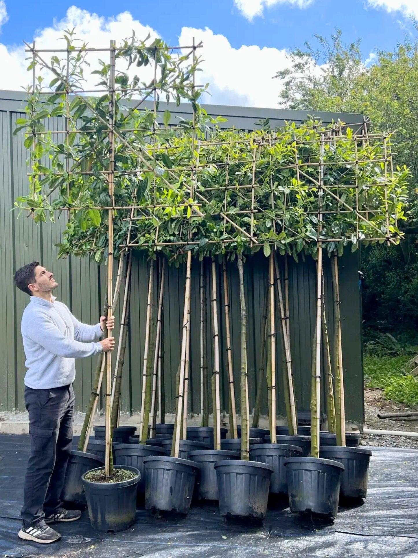 180cm / 12-14cm / 120x120cm / Freshly pleached / June