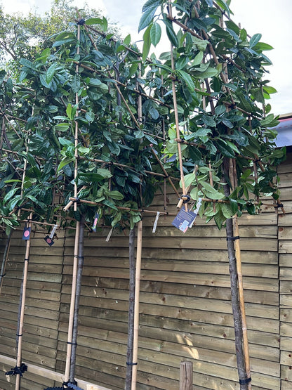 12-14cm / 120x120cm / Freshly pleached / December