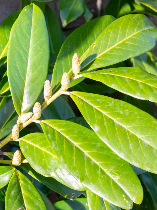 Close-up of foliage and buds