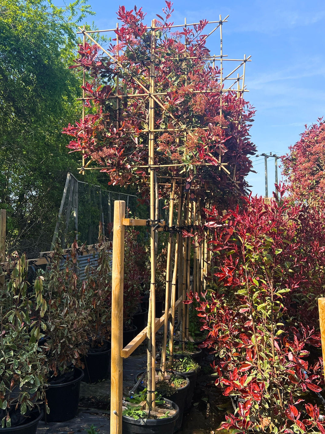 Pleached Trees for Sale in the UK | Pleached Trees for Priavcy ...