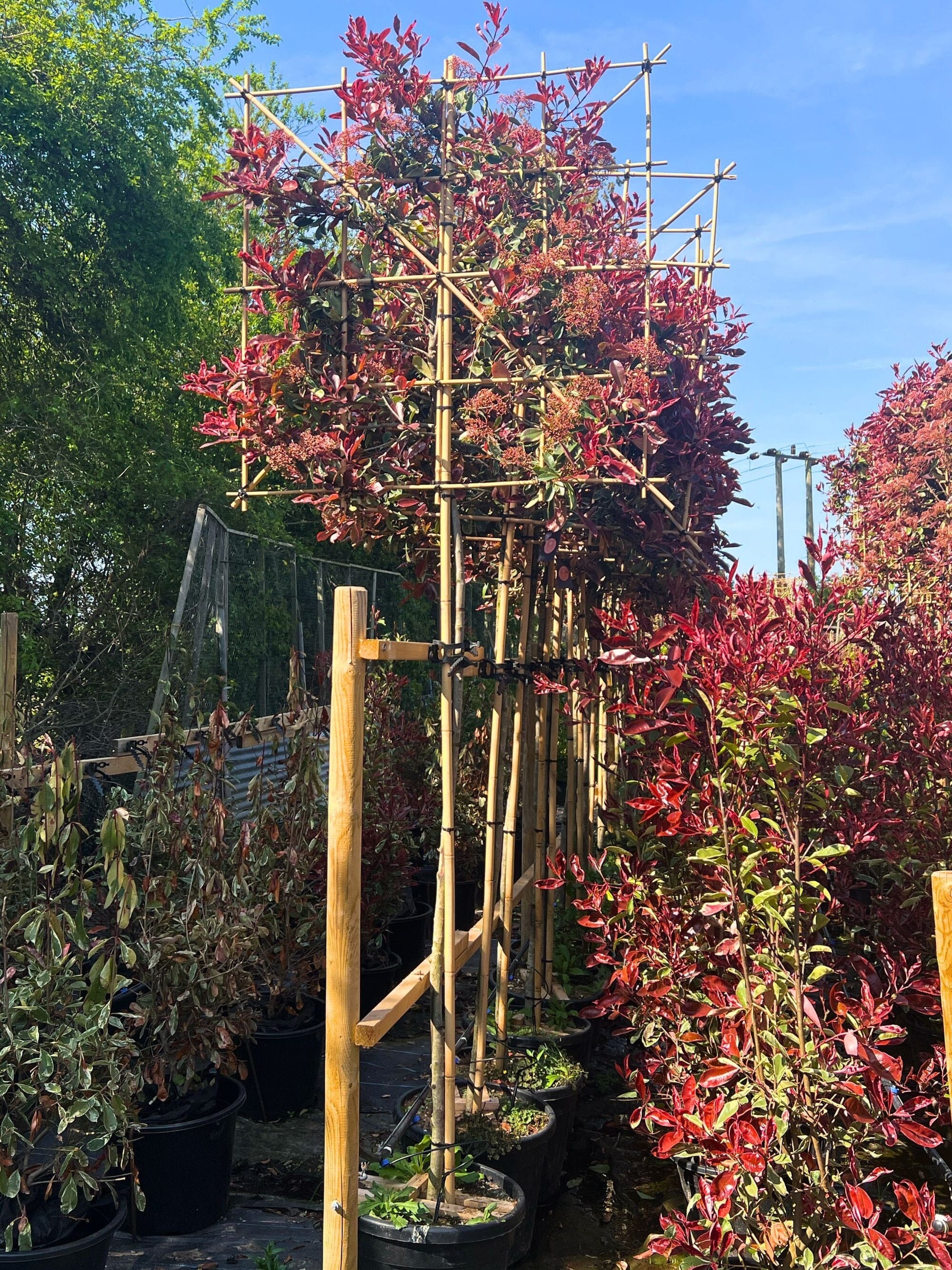 180cm / 10-12cm / 120x120cm / Freshly pleached / May