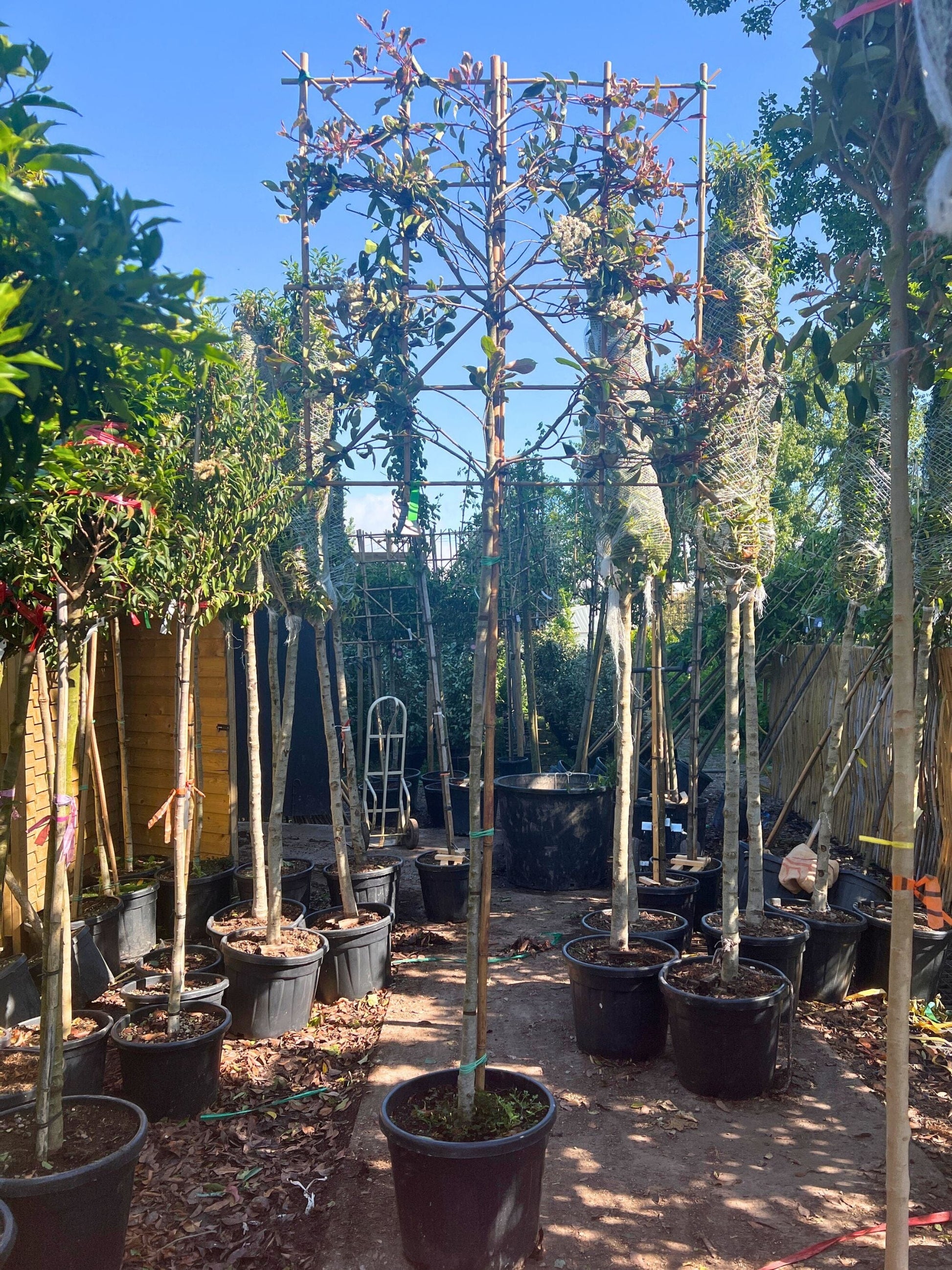 180cm / 12-14cm / 120x120cm / Freshly pleached / May