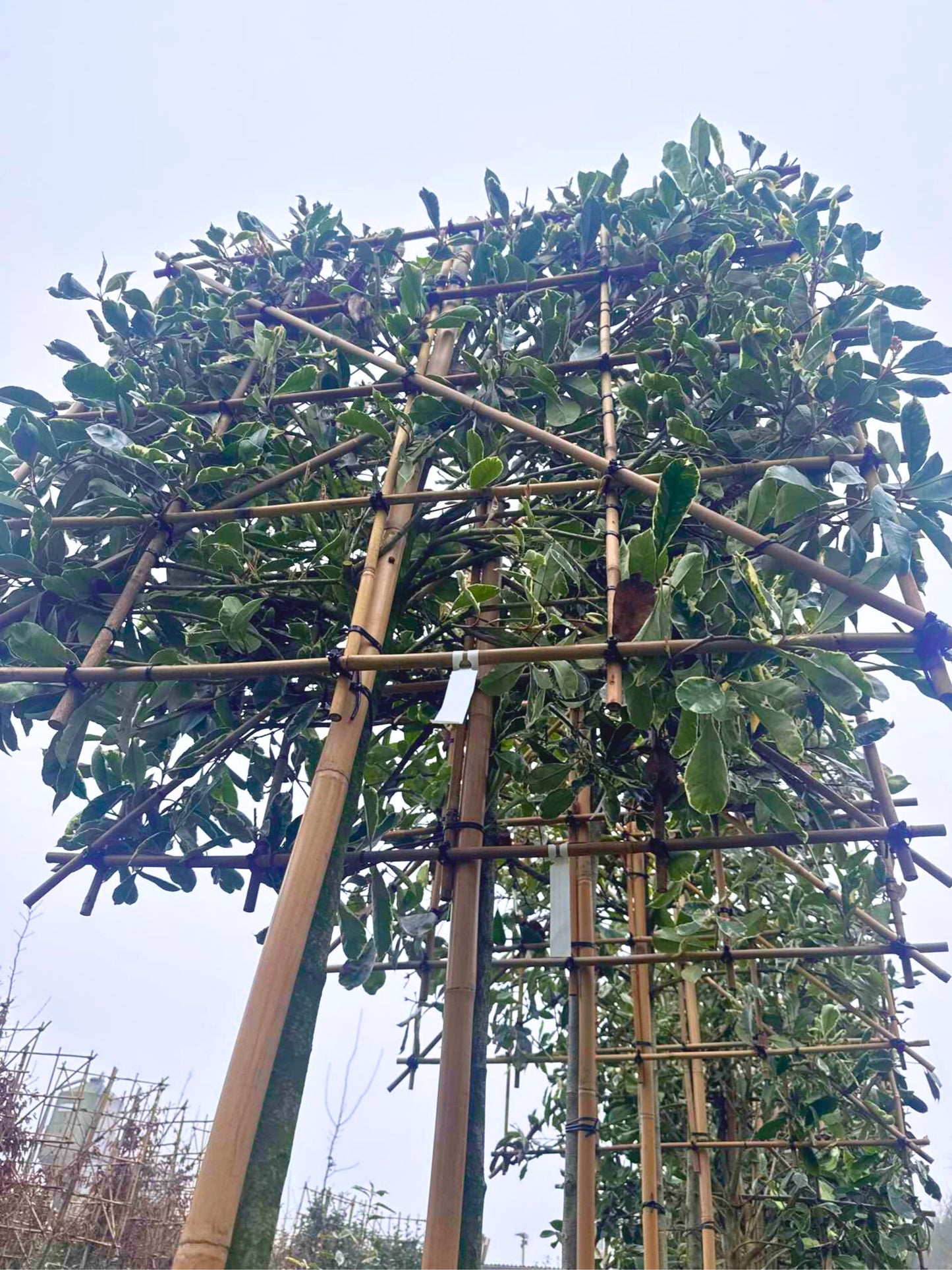 Pink Marble Pleached Tree [Photinia × fraseri 'Cassini'] for Privacy Screening | Freshly Pleached Trees
