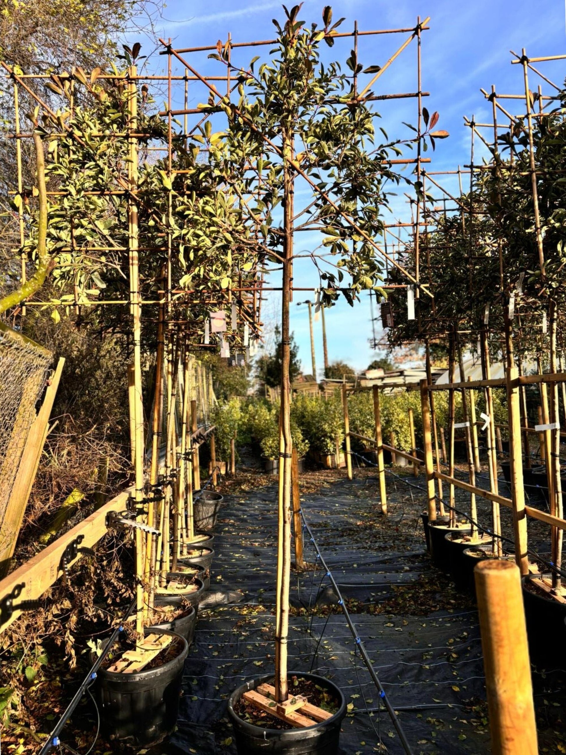 180cm / 8-10cm / 120x120cm / Freshly pleached / November