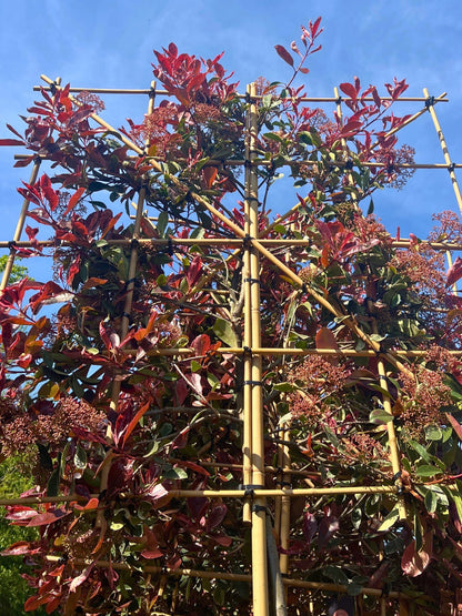 180cm / 10-12cm / 120x120cm / Freshly pleached / May