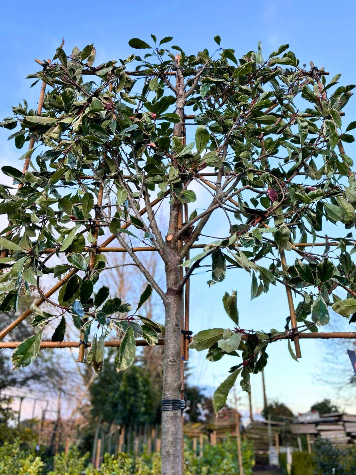 12-14cm / 120x120cm / Freshly pleached / December