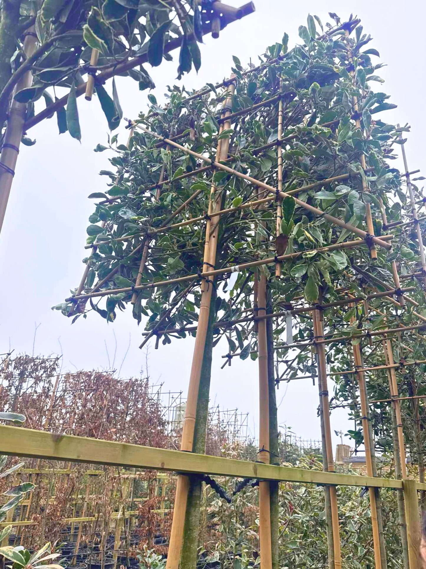 Pink Marble Pleached Tree [Photinia × fraseri 'Cassini'] for Privacy Screening | Freshly Pleached Trees