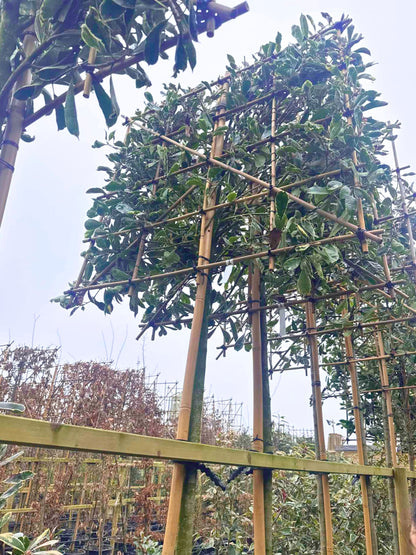 Pink Marble Pleached Tree [Photinia × fraseri 'Cassini'] for Privacy Screening | Freshly Pleached Trees