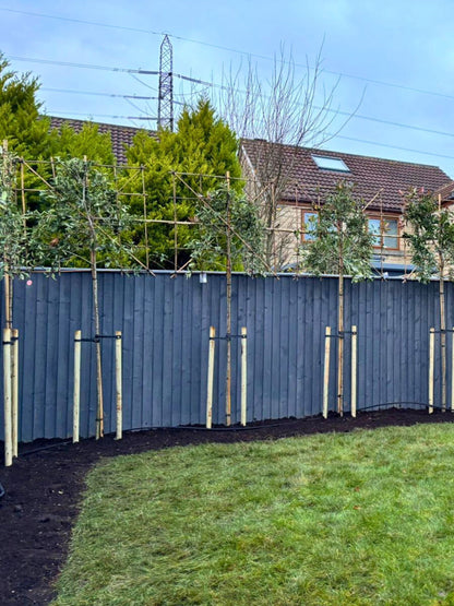 Pleached Pink Marble / Planting Service / December