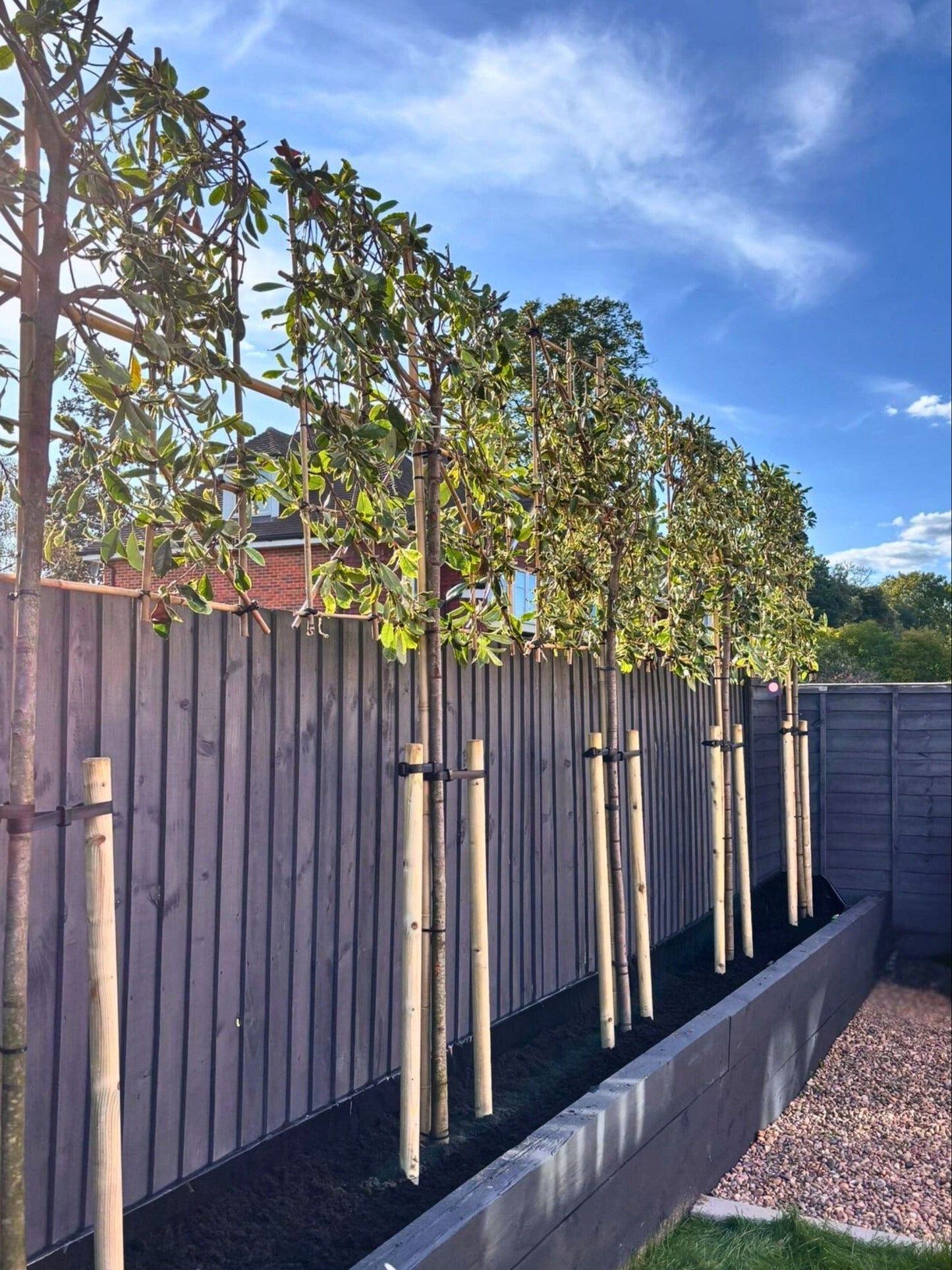 Pleached Pink Marble / Planting Service